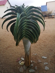 Aloidendron pillansii