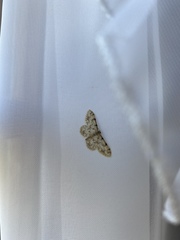 Idaea contiguaria