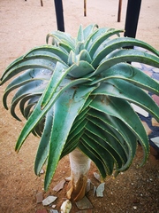 Aloidendron pillansii