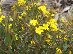 Hibbertia cunninghamii