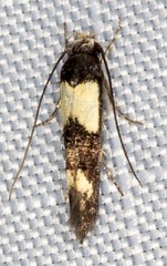 Decatopseustis