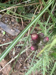 Cirsium suzukii