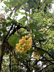 Viburnum betulifolium