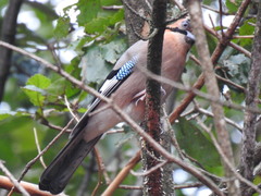 Garrulus glandarius