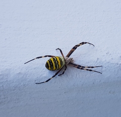 Argiope bruennichi