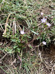 Swertia macrosperma