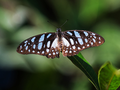 Graphium leonidas leonidas