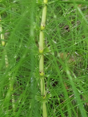 praslička obrovská (Equisetum telmateia)