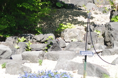 Agropsar philippensis