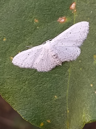 Idaea minuscularia