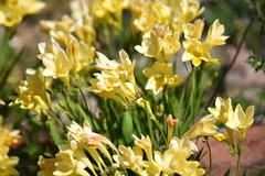 Freesia leichtlinii