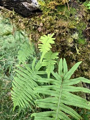 Polypodiodes amoena