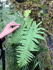 Polypodiodes amoena