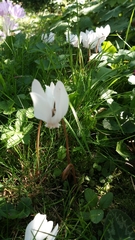 Cyclamen