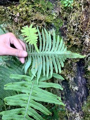 Polypodiodes amoena