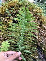 Polypodiodes amoena