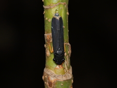 Oncometopia funebris