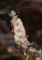 Maireana trichoptera