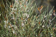 Hakea rostrata