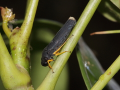 Oncometopia funebris