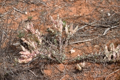 Maireana trichoptera