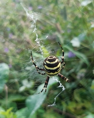 Argiope bruennichi