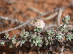 Maireana trichoptera