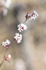 Leucopogon concurvus