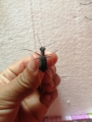 Odontocheila cayennensis