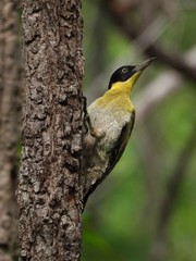 Picus erythropygius