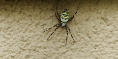 Argiope bruennichi