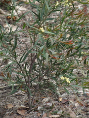 Acacia myrtifolia