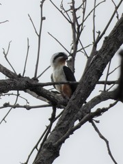 Microhierax caerulescens