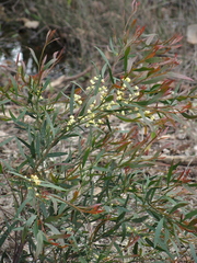 Acacia myrtifolia