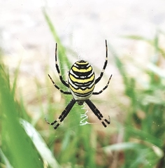 Argiope bruennichi