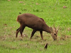 Axis porcinus