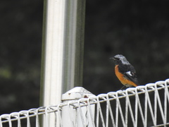 Phoenicurus auroreus