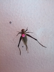 Eneoptera surinamensis