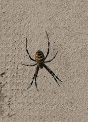Argiope bruennichi