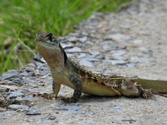 Leiolepis belliana