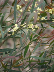 Acacia myrtifolia