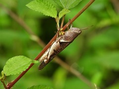 Diabolocatantops pinguis