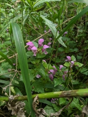 Lamium maculatum