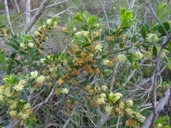Acacia howittii