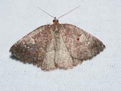 Apodasmia rufonigraria