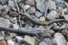 Hemiergis decresiensis