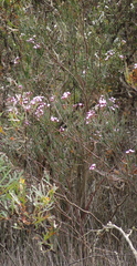 Boronia denticulata