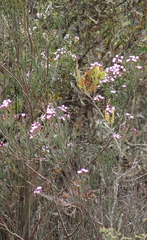Boronia denticulata