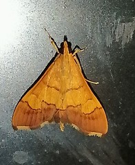 Pyrausta bicoloralis