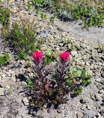 Castilleja parviflora oreopola